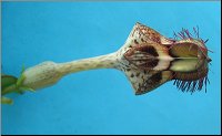 Ceropegia radicans ssp smithii